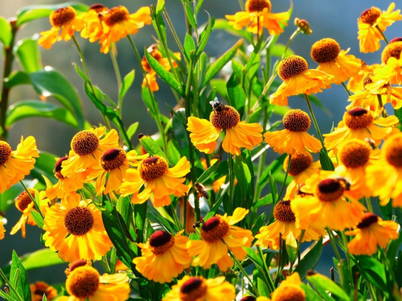 Яскраві квіти навесні, влітку і восени: гелениум